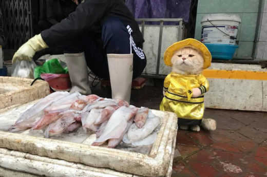 เจ้าเหมียวชื่อหมาใส่ชุดคอสเพลย์นั่งหน้าตายขายปลาที่ตลาด ทำแม่ค้าลูกค้าหลงรักกันเป็นแถบ