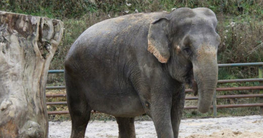 ชีวิตเปลี่ยวเหงาของ “พังแอน” ช้างถูกทารุณจากคณะละครสัตว์สู่ชีวิตที่ดีกว่า..ทว่าไร้เพื่อน