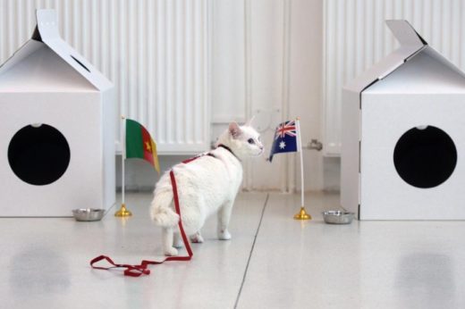 รัสเซียเปิดตัวแมวหูหนวกทายผลฟุตบอลโลก 2018 จะแม่นหรือมั่ว ให้น้องเหมียวทำนายกัน!