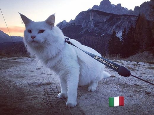 เห็นแแล้วอิจฉา! เจ้าเหมียวชีวิตดีเจ้าของพาเที่ยวทั่วโลก 23 ประเทศ ใน 3 ทวีป