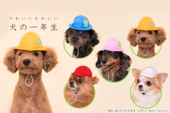 ไม่ยอมน้อยหน้า! Kitan Club ออกกาชาปองหมวกหมาเอาใจเจ้าตูบ