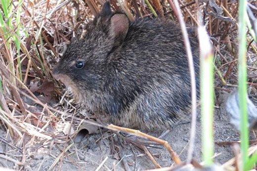 สุดยินดี! นักอนุรักษ์พบกระต่ายสายพันธุ์ Hispid Hare หลังคิดว่าพวกมันอาจจะสูญพันธุ์ไปแล้ว
