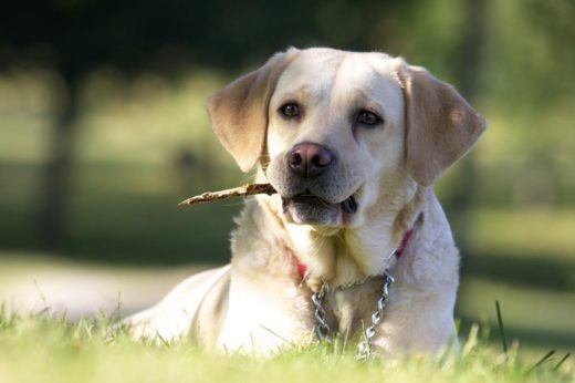 สี่ขาสายพันธุ์ “ลาบราดอร์” ครองแชมป์สุนัขยอดนิยมในอเมริกาต่อเนื่องเป็นปีที่ 27