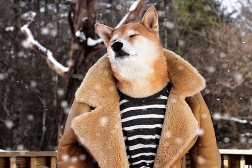 อัปเดตความน่ารักของเจ้า Bodhi นายแบบสี่ขาพันธุ์ชิบะกับแฟชั่นฤดูหนาวสุดเท่