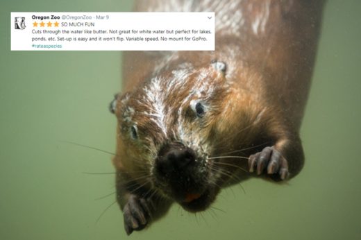 สวนสัตว์มะกันปิ๊งไอเดียสุด Cute! ให้คะแนนบรรดาสัตว์ในการดูแล ผ่านแฮชแท็ก #rateaspecies