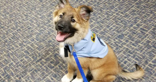 “Fuzz” เจ้าลูกหมาเร่ร่อนน่าฟัดผู้คืนความสุขให้เจ้าหน้าที่ตำรวจทั้งสถานี