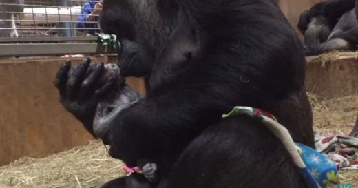 วินาทีมหัศจรรย์ของชีวิต แม่กอริลลาตกลูก ประคองอุ้ม-จูบลูกน้อยอย่างอ่อนโยนนับแต่วินาทีแรกที่ลืมตา