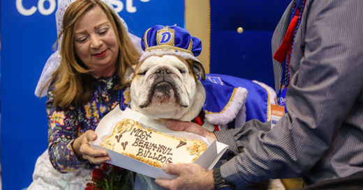 ซินเดอเรลล่าสตอรี่! Bow-z น้องหมาที่เกือบถูกฆ่าตายแต่ยังเด็กชนะประกวดบูลด็อกสุดสวยประจำปี