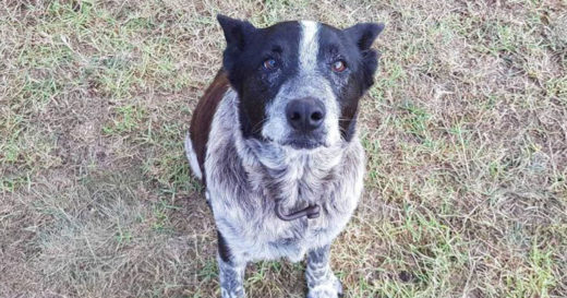 เจ้าหมาแก่หูหนวก-ตาพร่า ช่วยชีวิตเจ้านายน้อยหลงป่า อยู่เฝ้าจนเช้าและนำทางให้เจ้าหน้าที่หาพบ