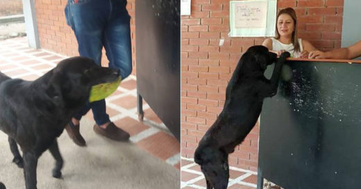 เจ้าตูบแสนฉลาดคาบใบไม้มาขอแลกขนมกิน เลียนแบบคนใช้เงินซื้อขนม