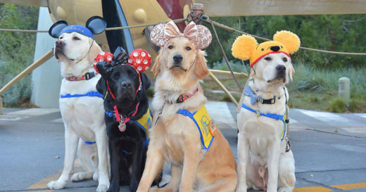 แก๊งน้องหมาเซอร์วิสด็อกตะลุยดิสนีย์แลนด์ ออกทริปทัศนศึกษาเพื่อหน้าที่อันยิ่งใหญ่ในอนาคต!