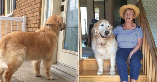 Cheddar เจ้าหมาโกลเด้นขี้อ้อนผู้ต้องแวะหาเพื่อนบ้านคนโปรดทุกครั้งที่ไปเดินเล่น