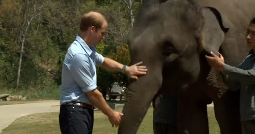 อังกฤษนำร่องออกกฎหมายห้ามซื้อขายงาช้างและเครื่องประดับจากงาอย่างเด็ดขาด เจ้าชายวิลเลียมหนุนเต็มที่!