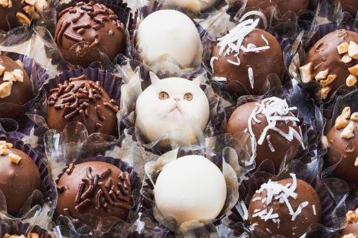 ชวนหัวเราะความน่ารัก เมื่ออินสตาแกรม cats_in_food จับเจ้าเหมียวมาอยู่ในอาหาร!