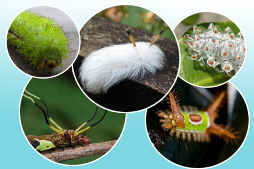 น่ารักก็ใช่ น่ากลัวก็ไม่เชิง! ชม 6 สายพันธุ์หนอนผีเสื้อสวยแปลกในแถบทวีปอเมริกา