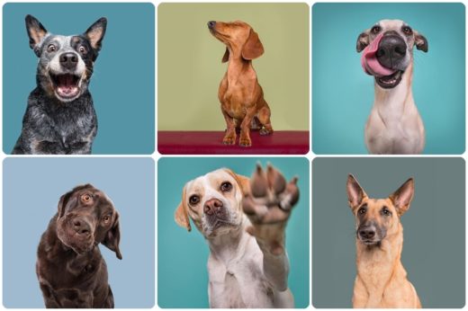 ช่างภาพชาวเยอรมันไอเดียเจ๋งจับน้องหมามาแอคถ่ายภาพ รวมอัลบั้ม “Dogsonality!”