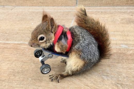 ซิ่งได้สบายบรื๋อ! ทีมแพทย์ตุรกีคิดค้นล้อเทียมแทนขาหน้าให้กระรอกน้อย Karamel