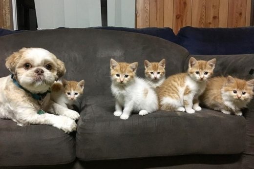 รู้จักกับเจ้า MOON พี่เลี้ยงสี่ขาหน้าแบ๊วแสนใจดีที่ผ่านการเลี้ยงลูกแมวมากว่า 74 ตัว!