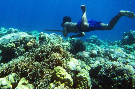 ความลับน่าทึ่งการดำน้ำอึดของเผ่าชาวเล ‘บาจาว’ พบมีวิวัฒนาการของม้ามจนใหญ่กว่าปกติ