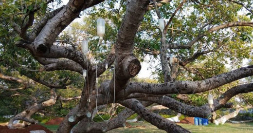 อินเดียต่อสายน้ำเกลือให้ต้นบันยันยักษ์ เร่งรักษาสุขภาพ(ต้นไม้)ทรุดโทรม