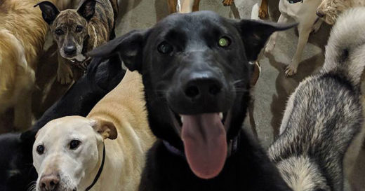 ชอตนี้โลกต้องจำ สุดยอดการเซลฟี่หมู่ของน้องหมาที่สมบูรณ์แบบที่สุดในโลก!