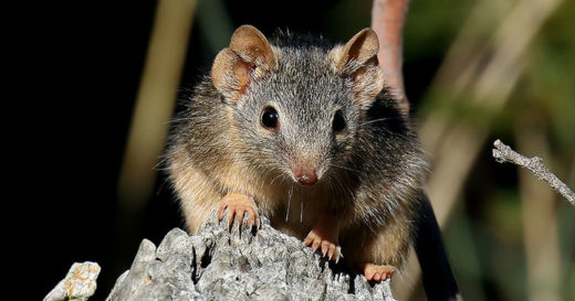 “แอนทีไคนัส” สัตว์ที่ผสมพันธุ์ดุจนตัวตาย เผชิญภาวะเสี่ยงสูญพันธุ์!