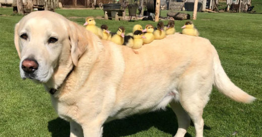 อลเวงน่าเอ็นดู เมื่อคุณลุงหมาใจดีต้องรับบทพี่เลี้ยงจำเป็นให้แก๊งลูกเป็ดกำพร้า