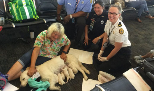 เจ้าหมาเซอร์วิสด็อกทำนายตกเครื่องบิน ด้วยการคลอดสมาชิกใหม่กลางแอร์พอร์ต!