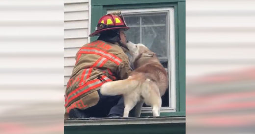 เจ้าหมาดื้อจุ๊บขอบคุณมนุษย์ใจดี ปีนบันไดช่วยหลังซุกซนจนไปติดบนหลังคาบ้าน