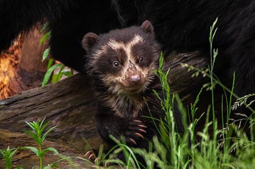 สวนสัตว์ Antwerpen ในเบลเยี่ยม โชว์ตัวสมาชิกใหม่ ‘ลูกหมีแว่น’ วัย 3 เดือน