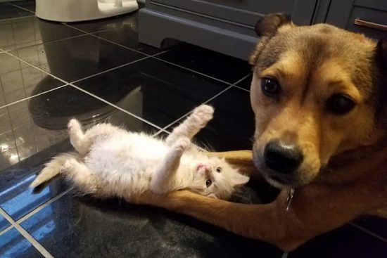 เจ้าสุนัขช่วยแก๊งค์ลูกเหมียวในวันฝนตกหนัก แต่พวกมันดันคิดว่าเขาเป็นคุณพ่อซะงั้น!