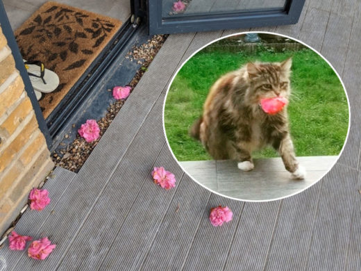 สาวเป็นงงนึกว่าลมพัดดอกไม้ปลิวลงระเบียง สรุปความแตกเจอเหมียวข้างบ้านคาบมาให้นี่เอง!