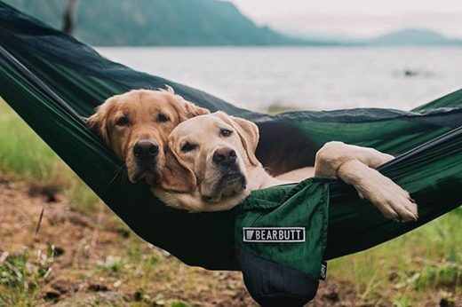 ส่องชีวิตน่าอิจฉาของเจ้า Gumbo และเจ้า Aslan สองตูบสายท่องเที่ยวผจญภัย