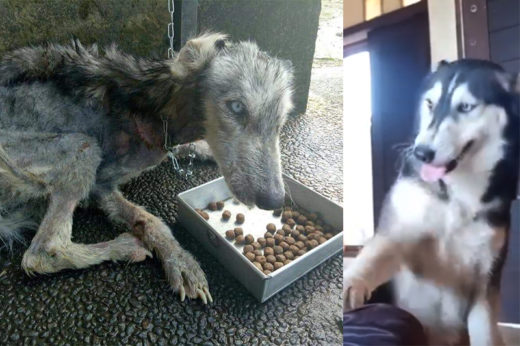 พลิกชีวิต! หนุ่มใจดีเก็บสุนัขจรผอมใกล้ตายมาดูแลแปลงโฉมจนกลายเป็นสุนัขที่แฮปปี้สุดๆ