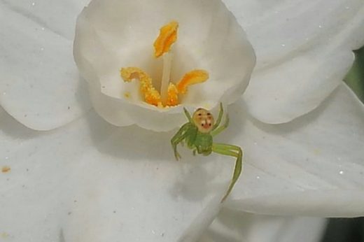 ทำเอาตกใจ สาวญี่ปุ่นทวีตภาพเจ้าแมงมุมที่เหมือนมีใบหน้าตาแก่ส่งยิ้มหวานอยู่ที่ก้น!