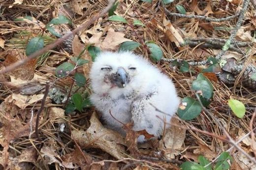 โชคยังดี! ฮูกน้อยอายุ 10 วัน หล่นจากรังสูง เจอคนใจดีช่วยเหลือพากลับครอบครัว