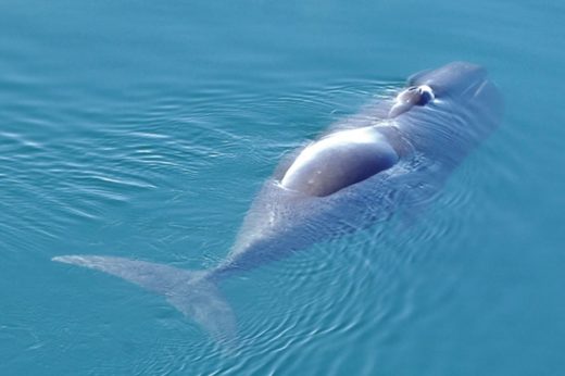 นักวิทย์ฯยก ‘Bowhead Whale’ นักร้องแห่งท้องมหาสมุทร หลังพบส่งเสียงร้องถึง 184 เพลง