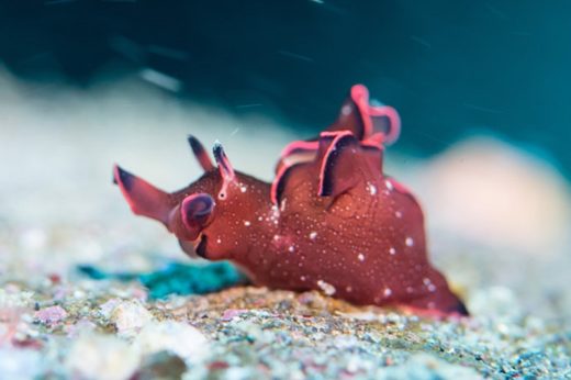 นักวิทย์ฯ เผยความสำเร็จในการถ่ายโอนความทรงจำของทากทะเลด้วยการปลูกถ่าย RNA