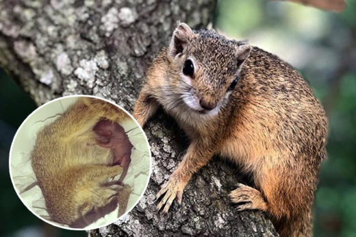 กระรอกน้อยแสนรู้! วางใจอุ้มท้องมาคลอดลูกในบ้านของคนที่เคยช่วยชีวิต