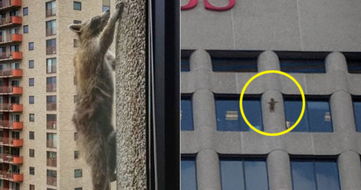 ระทึกทั้งเมือง “แรคคูนสไปดี้” ปีนตึก 25 ชั้นมือเปล่า อย่างกับเล่นหนัง Mission Impossible!