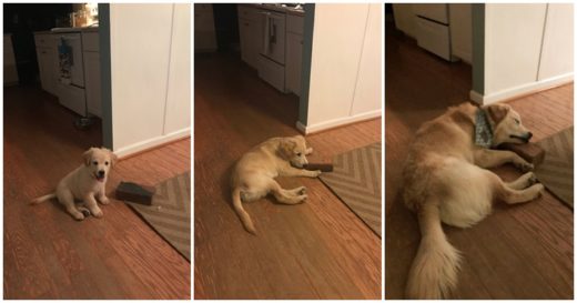 สาวแชร์ภาพถ่ายพัฒนาการของเจ้าหมากับเพื่อนซี้ที่เป็น “ก้อนอิฐ” ก็ผมรักของผมแบบนี้!