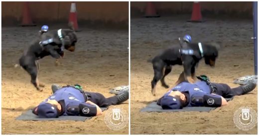 ฝึกมาดีจริง! สุนัขตำรวจปรี่ทำ CPR ให้บัดดี้ ทันทีที่เห็นเขาล้มหมดสติ