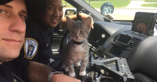 พี่หมาทำได้หนูก็ทำได้เหมือนกัน พบ “Donut” เจ้ามิ้วน้อยที่เป็น “แมวตำรวจ”