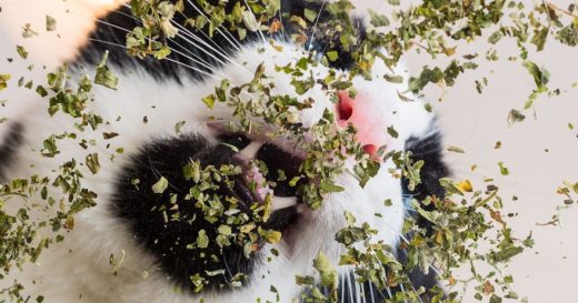 ฮา ช่างภาพทาสแมวแชะภาพหน้าตาฟินสุดยอดของเจ้าเหมียวเมื่อได้เจอกัญชาแมว!