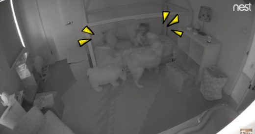 หนูน้อยตื่นป่วนบ้านกลางดึก มีผู้ให้การสนับสนุนคือ 2 พี่หมาย่องมาพาหนีจากห้องนอน!