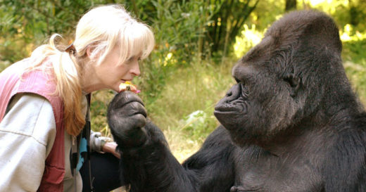 Koko กอริลลาที่สื่อสารภาษามือได้ตายแล้วด้วยอายุ 46 ปี
