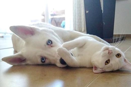 ครอบครัวอยากอุปการะสัตว์เลี้ยงเพิ่ม พรหมลิขิตจึงนำมาเจอลูกแมวในอพาร์ตเมนต์ใหม่เสียเลย!