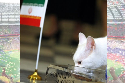 รอลุ้นความแม่นกันต่อ! แมตช์บอลโลกคืนนี้เหมียวอคิลลิสเลือก ‘อิหร่าน’ ชนะ