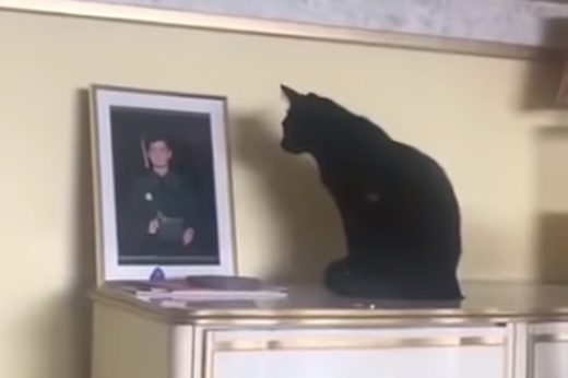 รักไม่เปลี่ยนแปลง! เจ้าเหมียวเฝ้ามองรูปเจ้านายด้วยความคิดถึง หลังต้องจากบ้านไปทำงาน