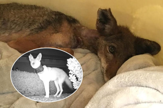 สาวเช็คกล้องวงจรปิดตะลึง! พบโคโยตี้ป่ามีท่อพลาสติกรัดคอ ก่อนเร่งเข้าช่วยเหลือ